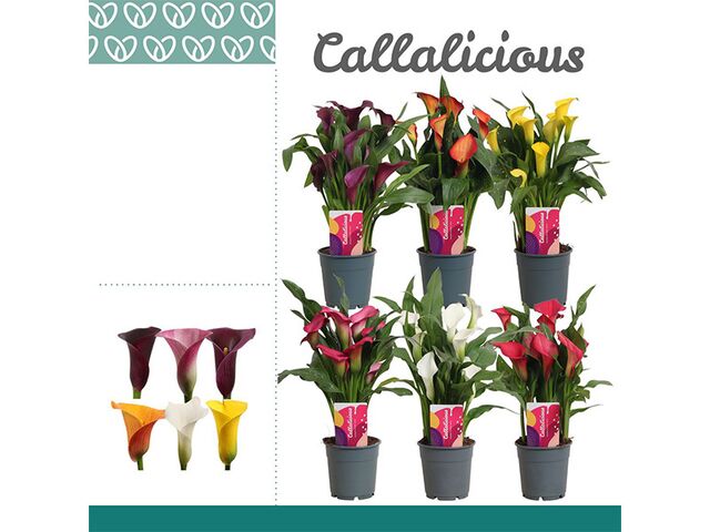Obrázek produktu Zantedeschia/Calla K12 barevný mix