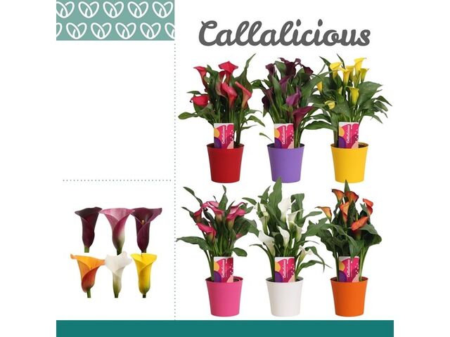 Obrázek produktu Zantedeschia/Calla K12 barevný mix v barevném květináči