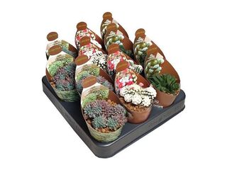 Cactus & Succulent mix collection K6,5
