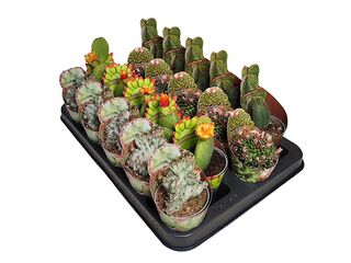 Cactus & Succulent mix collection raritních variet K6,5