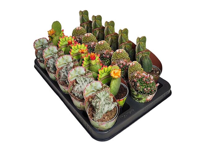Obrázek produktu Cactus & Succulent mix collection raritních variet K6,5