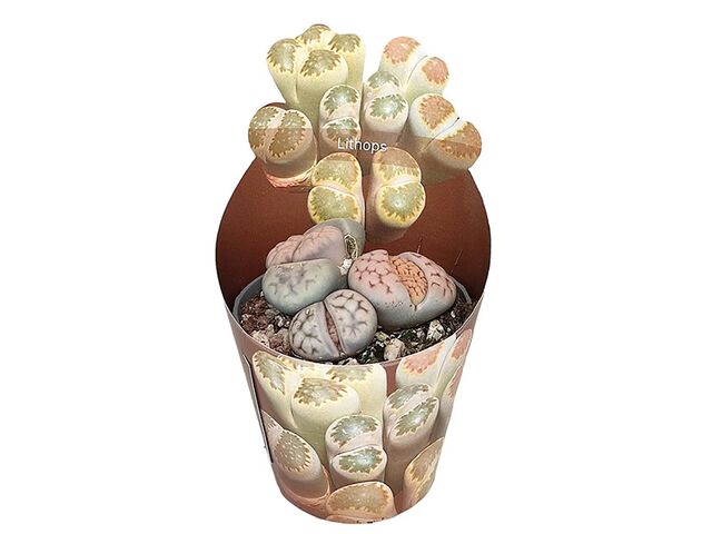 Obrázek produktu Lithops 'Živé kameny' K6,5