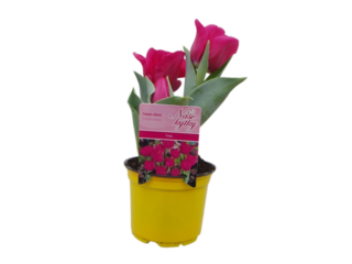 Cibuloviny K12, tulipán