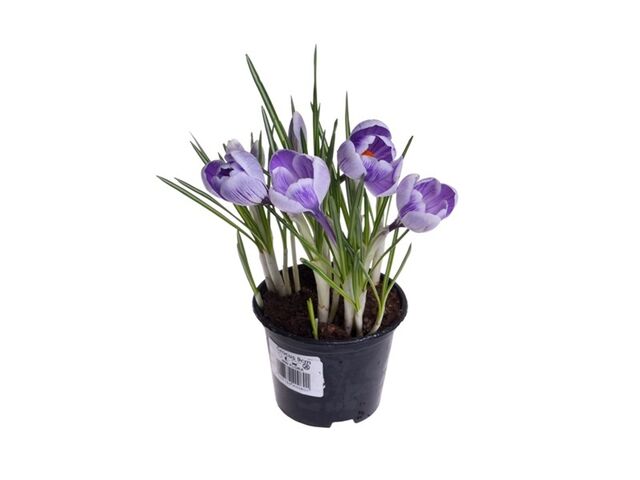 Obrázek produktu Crocus K9