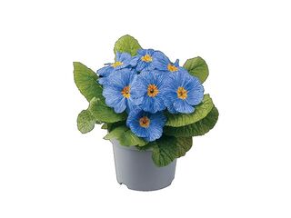 Primule modrá pruhovaná K10