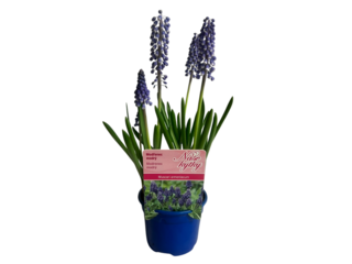 Cibuloviny K9, Muscari