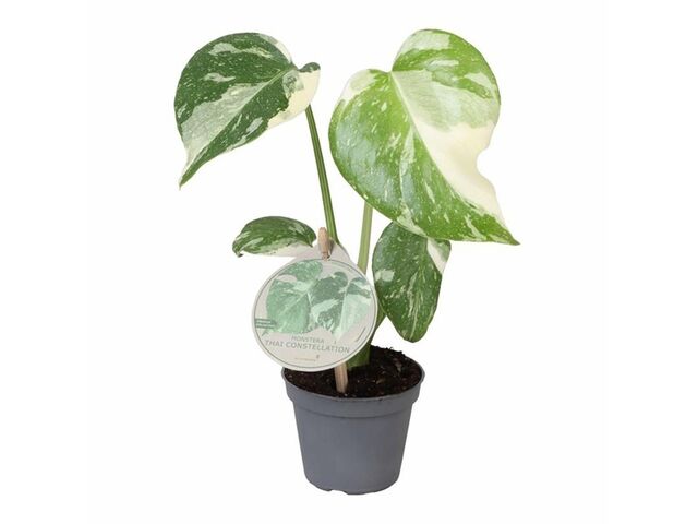 Obrázek produktu Monstera Thai Constellation K6
