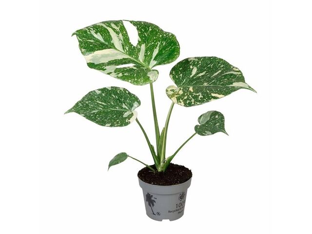 Obrázek produktu Monstera Thai Constellation K12
