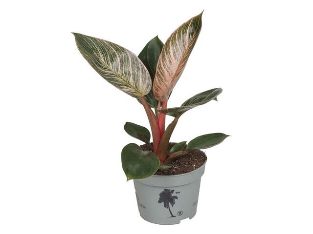 Obrázek produktu Philodendron Bikini Pink K10,5