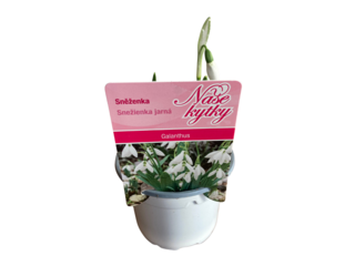 Cibuloviny Galanthus K9
