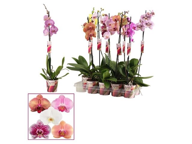 Obrázek produktu Phalaenopsis jednovýhon, mix K12