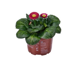 Bellis perennis K9