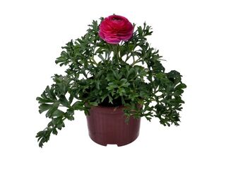 Ranunculus asiaticus K11