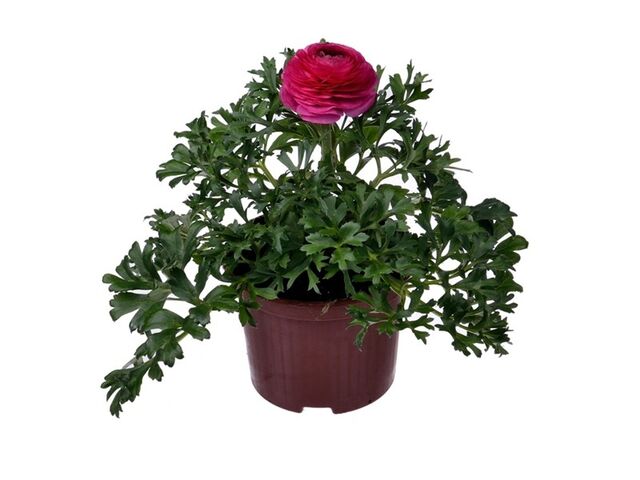 Obrázek produktu Ranunculus asiaticus K11