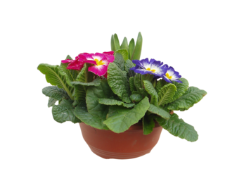 Miska jarní směs K17