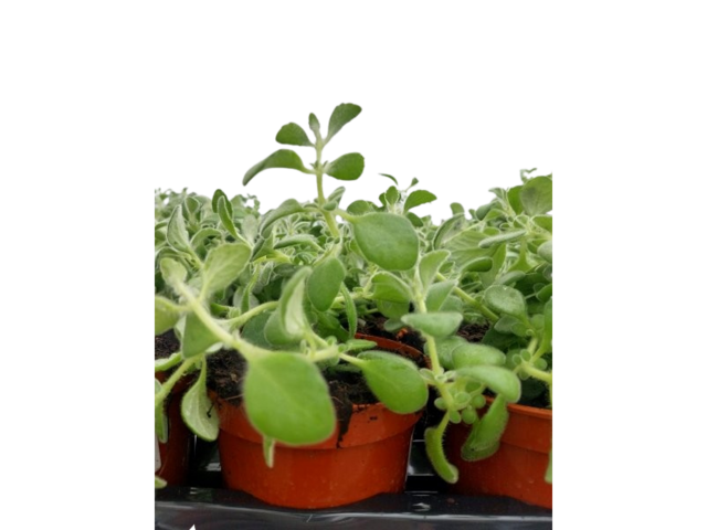 Obrázek produktu Rýmovník K11