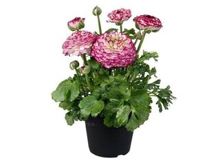 Ranunculus K12