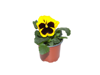 Viola x witrockiana (velkokvětá) K9, výška 15cm