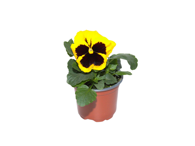 Obrázek produktu Viola x witrockiana (velkokvětá) K9, výška 15cm