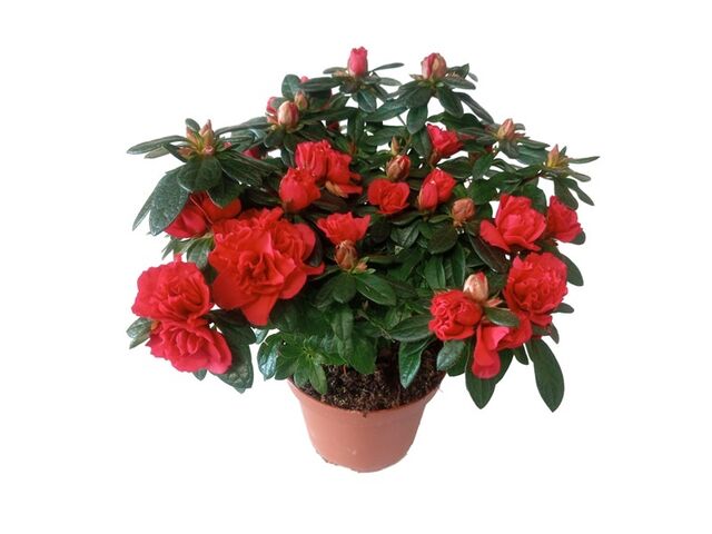 Obrázek produktu Azalea indica K12