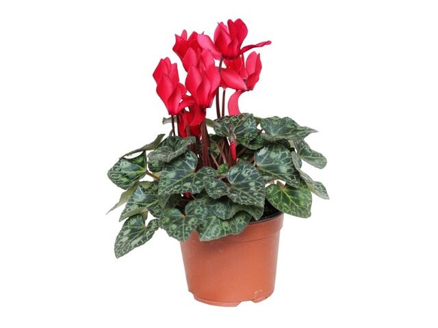 Obrázek produktu Cyclamen pozdní K10