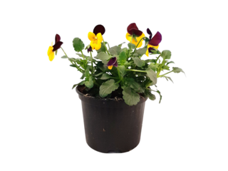 Viola cornuta (drobnokvětá) K9