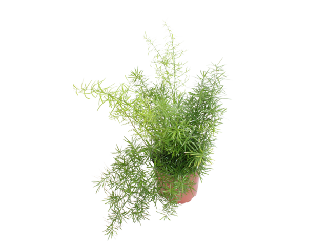 Obrázek produktu Asparagus sprengerii K12
