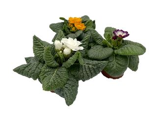 Primula velkokvětá K11