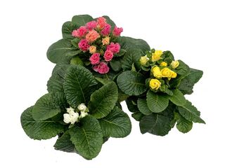 Primula plnokvětá K10,5