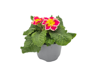 Primula Specials K10,5