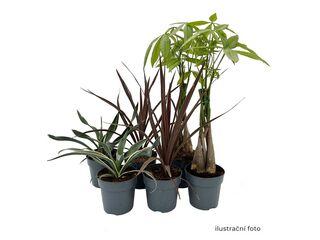 Pokojové rostliny Star K12 mix druhů