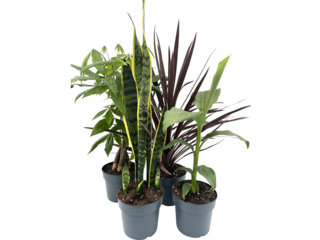 Pokojové rostliny K17 mix druhů