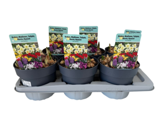 Jarní cibuloviny sesazovaný mix K17