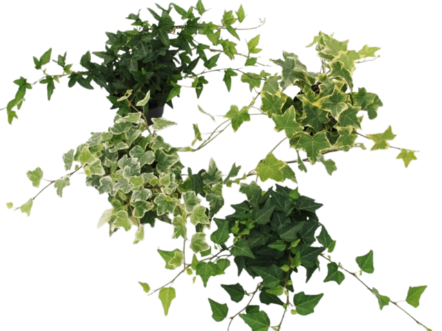 Obrázek produktu Hedera helix, K9