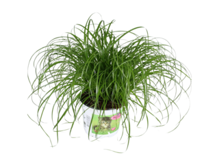 Kočičí tráva Cyperus sp. K11