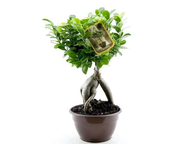 Obrázek produktu Ficus ginseng K20 bonsai