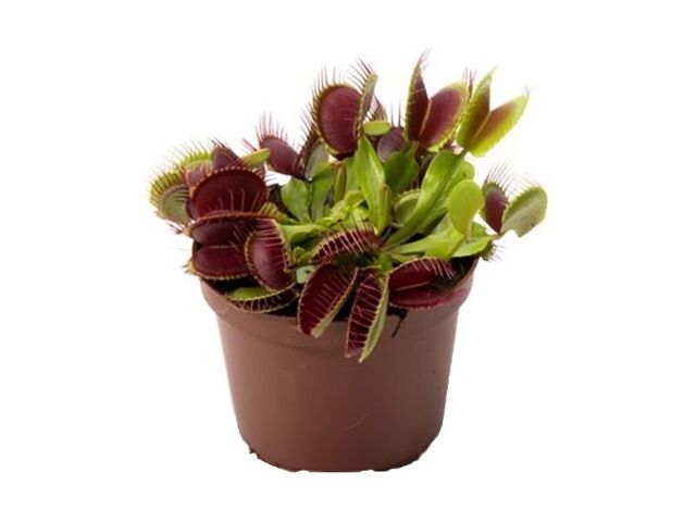 Obrázek produktu Dionaea muscipula mini K9