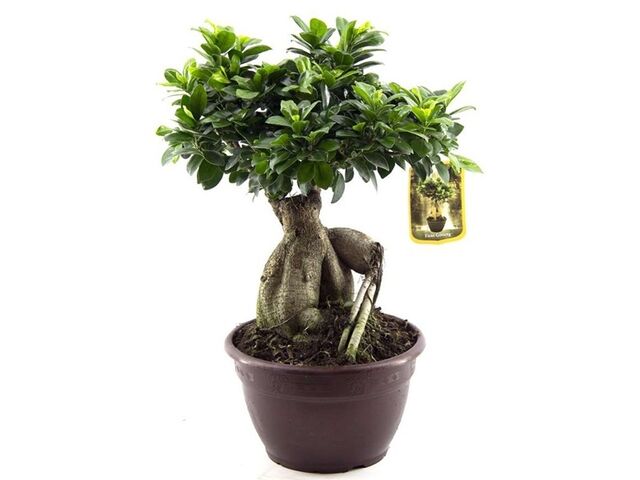 Obrázek produktu Ficus Ginseng K25 bonsai