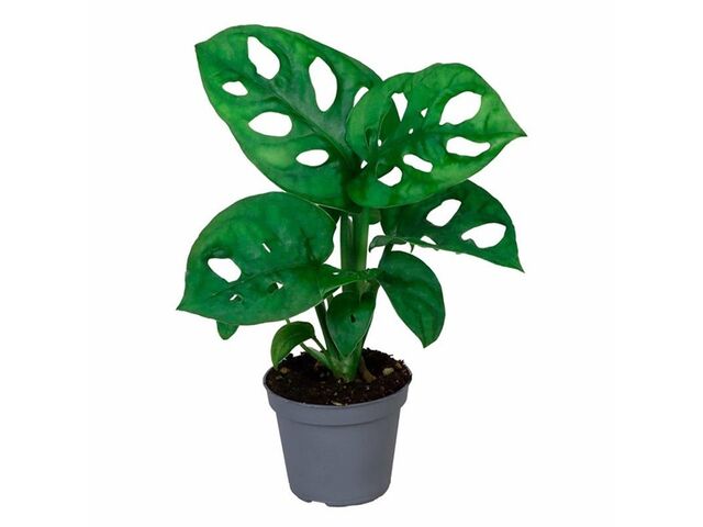 Obrázek produktu Monstera Obliqua K6