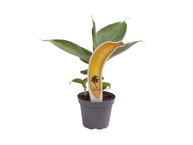 Obrázek produktu Musa Acuminata K6