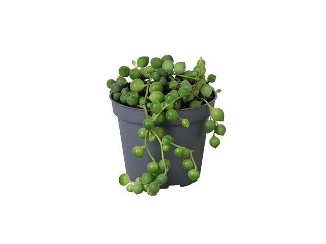 Obrázek produktu Senecio Herreianus K6