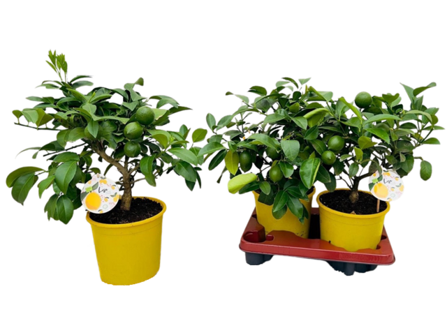 Obrázek produktu Citrus K19 s plody