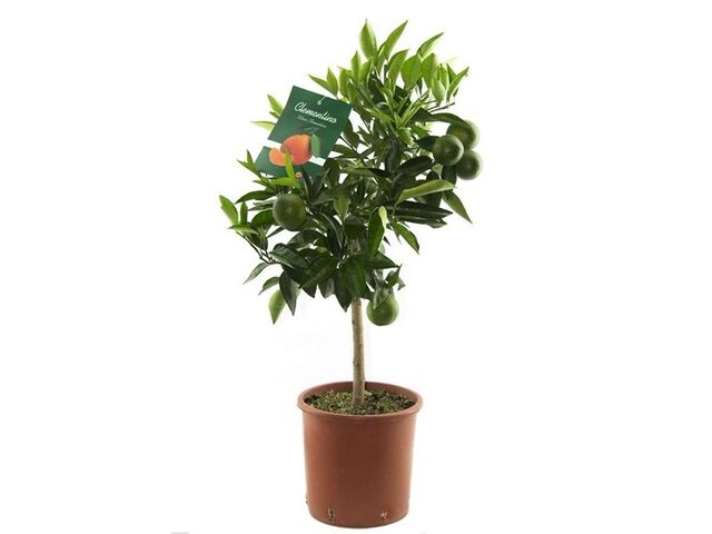 Obrázek produktu Citrus K20 mix