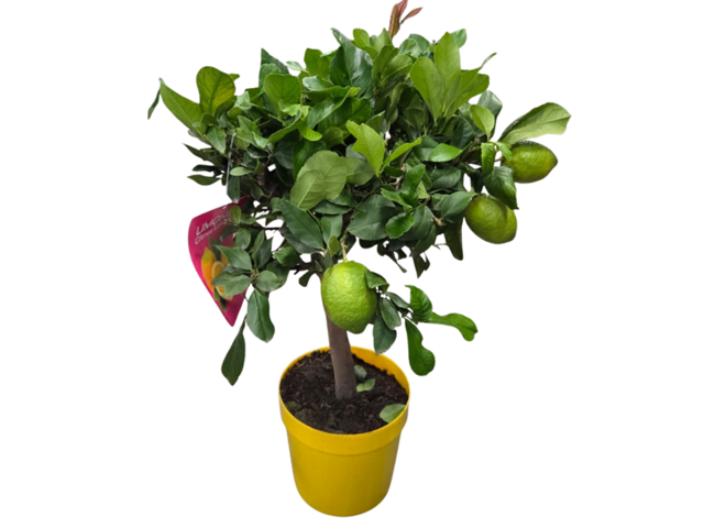 Obrázek produktu Citrus P22 s plody