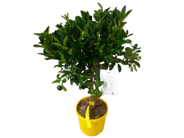 Obrázek produktu Citrus Premium minikmen K20 mix