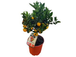 Citrus K16 mix