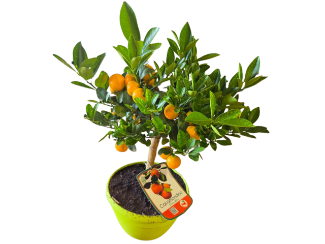 Obrázek produktu Citrus K25 bonsai mix