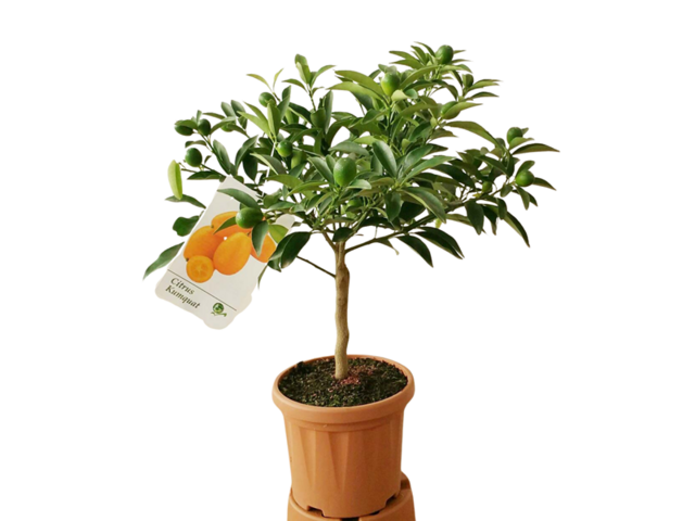 Obrázek produktu Citrus K16 na kmínku mix - jedlé plody