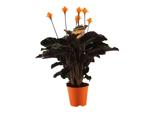 Obrázek produktu Calathea crocata 3-4 K13