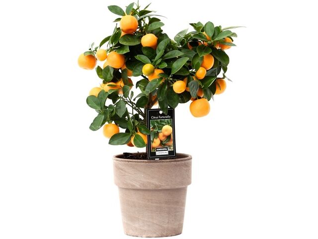 Obrázek produktu Citrofortunella Calamondin K15